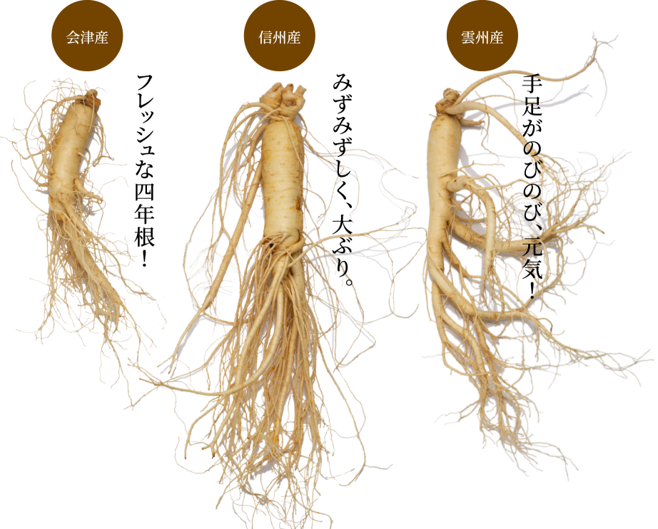 【会津産】フレッシュな四年根!【信州産】みずみずしく、大ぶり。【雲州産】手足がのびのび、元気!