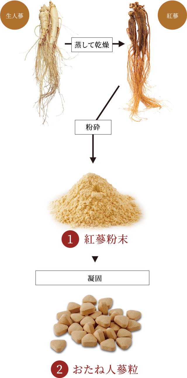 1.生人蔘を蒸して乾燥 → 2.乾燥したものを「紅蔘」 → 3.粉砕して紅蔘粉末に → 4.凝固しておたね人蔘粒に