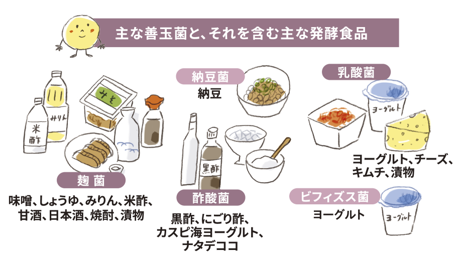 主な善玉菌と、それを含む主な発酵食品【納豆菌】納豆【乳酸菌】ヨーグルト、チーズ、キムチ、漬物【麹菌】味噌、しょうゆ、みりん、米酢、甘酒、日本酒、焼酎、漬物【酢酸菌】黒酢、にごり酢、カスピ海ヨーグルト、ナタデココ【ビフィズス菌】ヨーグルト