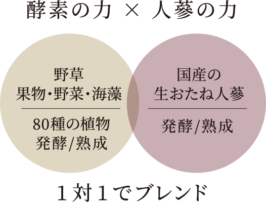 酵素の力と人蔘の力を1対1でブレンド。酵素は野草・果物・野菜・海藻80種の植物発酵/熟成。人蔘は国産の生おたね人蔘を発酵/熟成